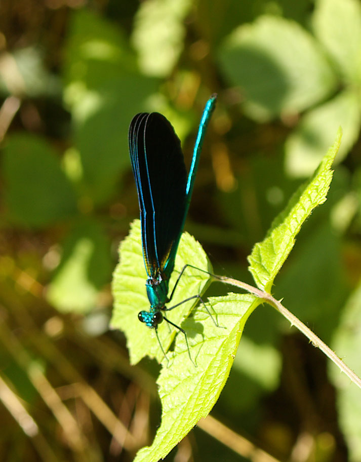 Calopteryx virgo meridionalis e C. haemorrhoidalis (Odonata)